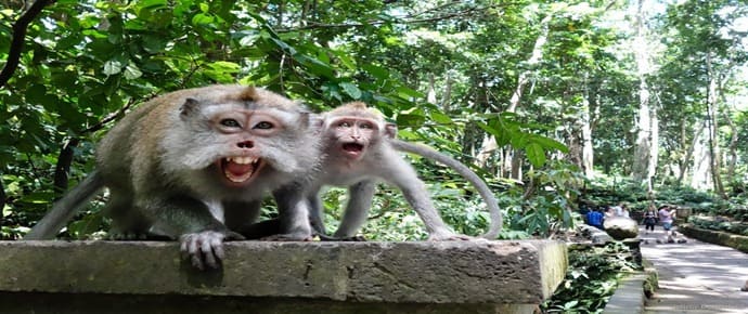 berwisata ke monkey forest ubud bali,monkey forest ubud bali,monkey forest di ubud bali,aktivitas menarik monkey forest ubud