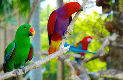 bali zoo park