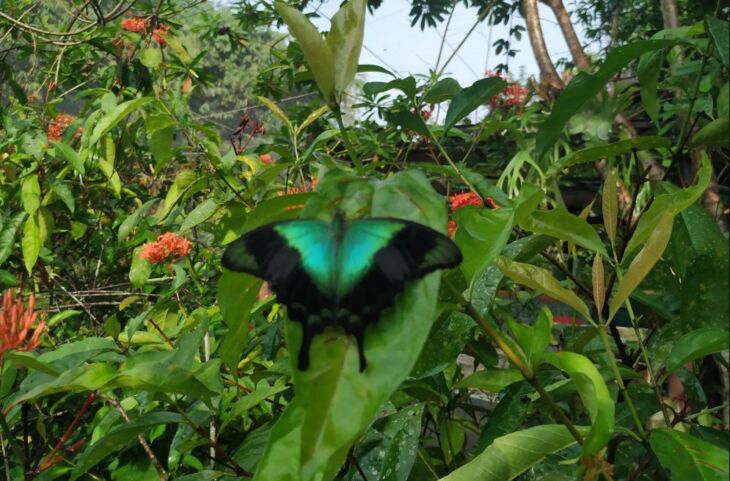 butterfly park gianyar