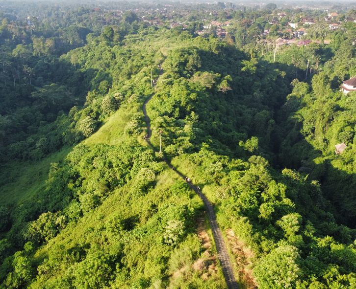 Bukit Campuhan Ubud Pemandangan hijau Bukit Campuhan Ubud saat pagi hari