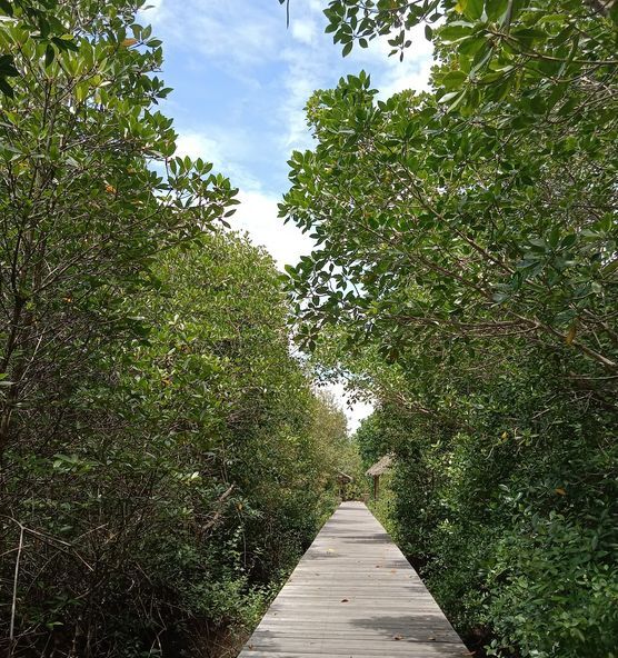 ekowisata mangrove perancak