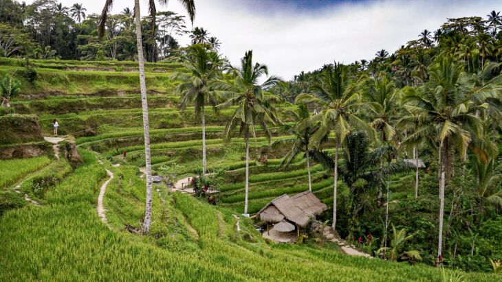 Sawah Bertingkat Tegalalang Pemandangan sawah terasering Tegalalang Ubud Bali
