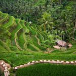 Sawah Berundag Tegalalang
