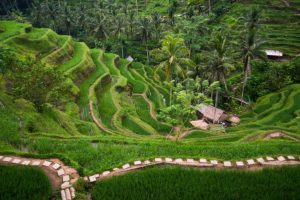 Sawah Berundag Tegalalang