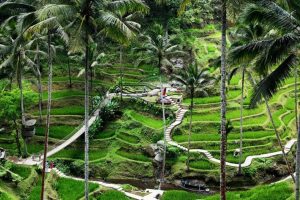 Tegalalang Ubud