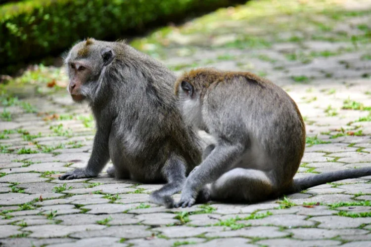 wisata monyet di bali