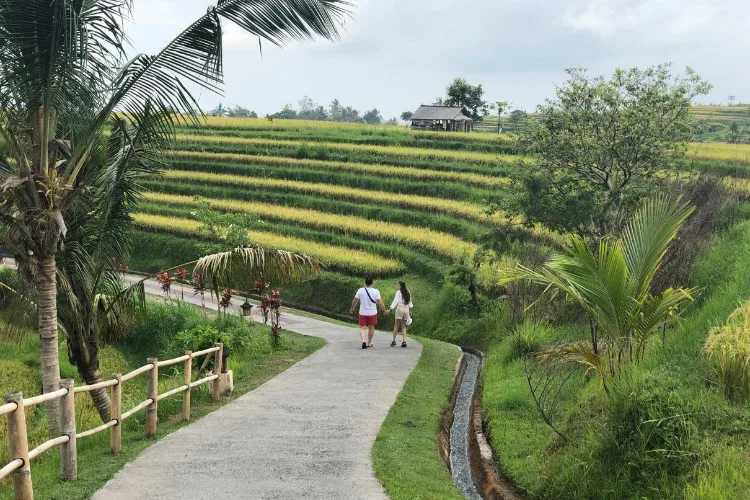wisata jatiluwih